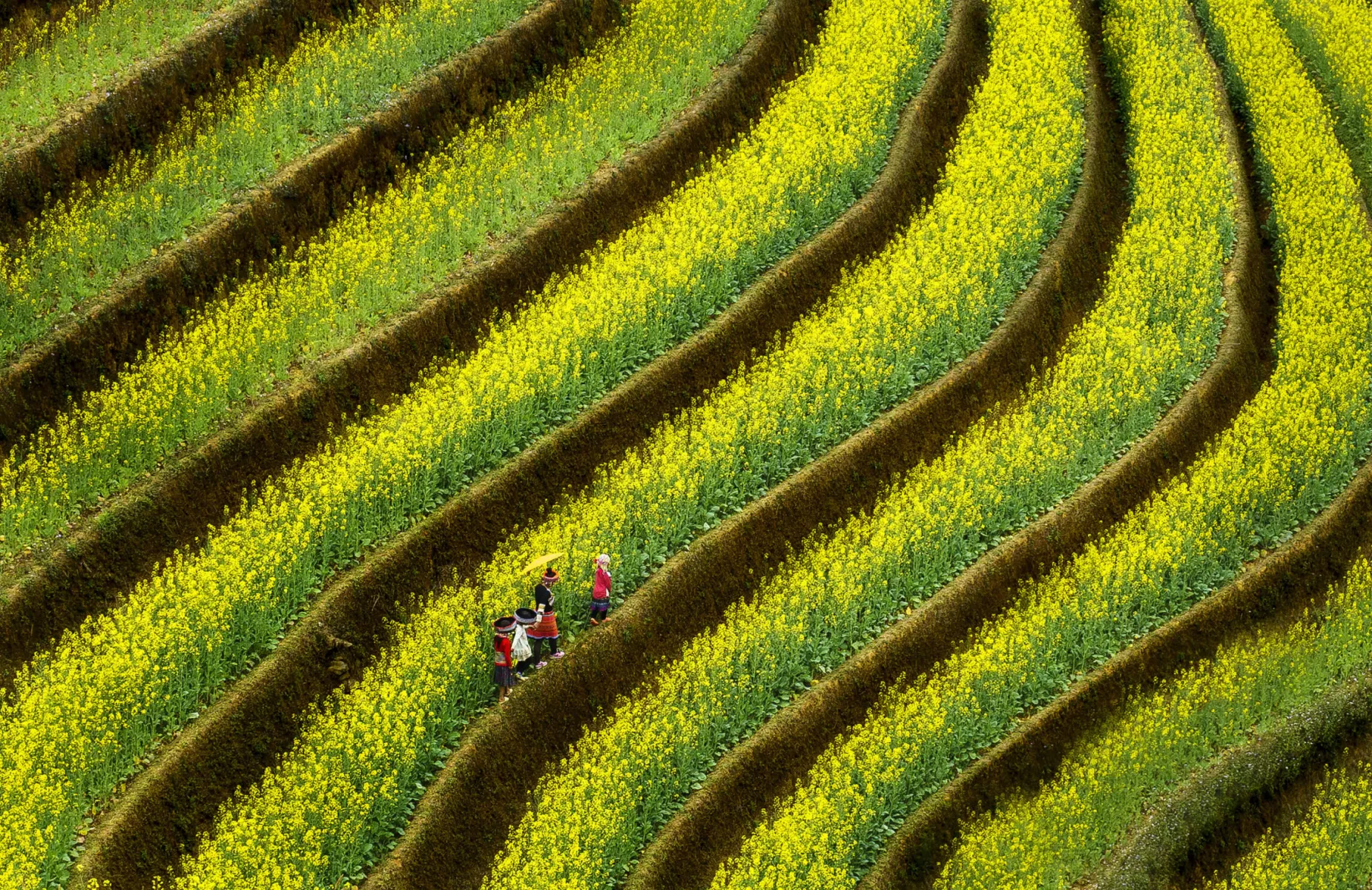 Yen Bai et l’épopée verticale des rizières en terrasses